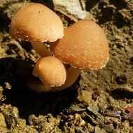 poisonous mushrooms in the forest