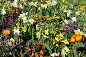 Colorful flowers spring blossoms
