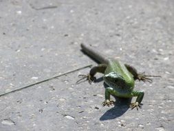 beautiful lizard