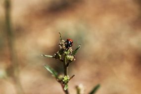 ladybug insect outdoors closeup