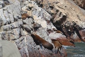 sea lions are resting on a rock by the ocean