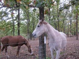 Picture of horses are grazing in a forest