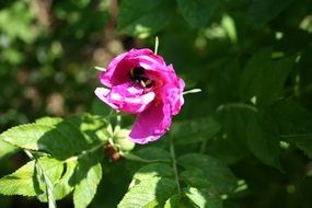 bumblebee on a bright pink rose on a sunny day close-up on blurred background