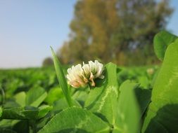 White clover among green leaves