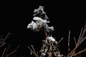 dry plant in nature at night