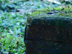 closeup photo of mossy stone