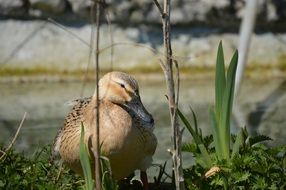 duck sitting behind green grass close-up on blurred background