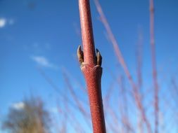 extraordinary beautiful cornus sanguinea