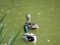 duck and drake on green pond