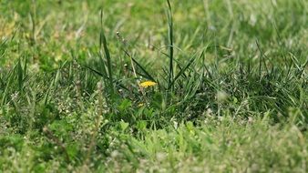 Beautiful blooming yellow dandelion among the grass in spring time