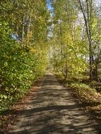 forest road in summer