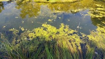 lake or pond