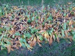 dying plants in autumn