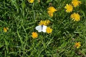 white butterfly on a dandelion field