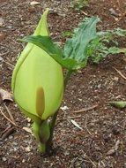 green wildflower arum lily