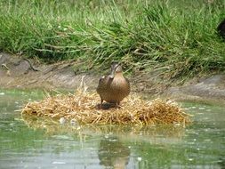 a bird sits on a hay in a pond