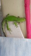 Green iguana on a wall