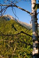 tree on green mountain