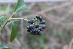 Black berries with green leaves on the stem