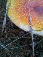 unusually beautiful mushroom autumn