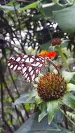 amazing colors of butterfly wings