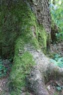 tree covered with moss