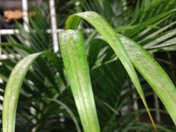 Oblong green leaves close-up
