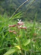 flower among green grass on a field in spring