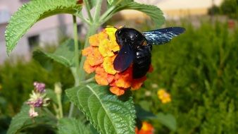 black insect on an orange flower