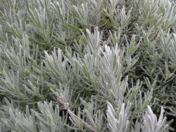 blue leaves of plants in nature