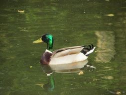 wild duck in the pond