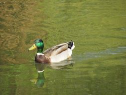 green-headed duck swimming on the lake