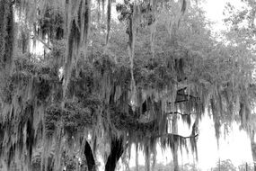 black and white photo of oak in nature