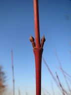 common dogwood buds close-up