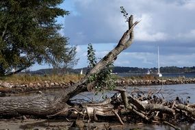 dead fallen tree on the beach