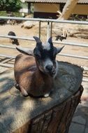 young goat in the Hamburg zoo