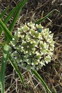 Picture of the wild flowers