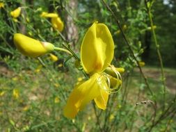 yellow common broom wildflower