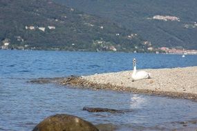 swan resting on a lake bank