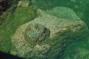 green underwater vegetation