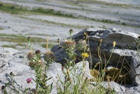 thistle flowers on the stones