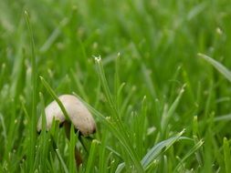 mushroom on the green meadow