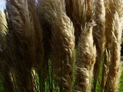 lush hair of a grass close up