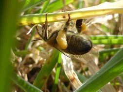 beetle upside down on the stem of a plant