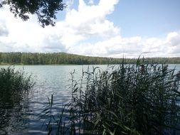 reeds on the lake in Russia