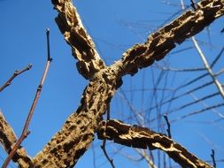 field elm tree bark