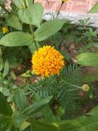 calendula flower in the meadow in the garden