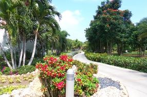 bush with red flowers near the road