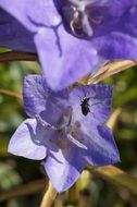 Black bug on a purple flower