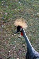 grey crowned crane in zoo